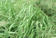 Guinea grass